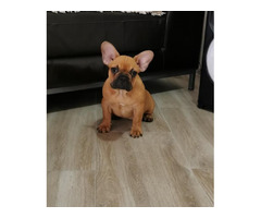 French bulldog - puppies for sale  | free-classifieds-canada.com - 2