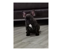 French bulldog - puppies for sale  | free-classifieds-canada.com - 3