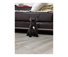 French bulldog - puppies for sale  | free-classifieds-canada.com - 4