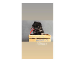 Pomeranian Spitz  | free-classifieds-canada.com - 5