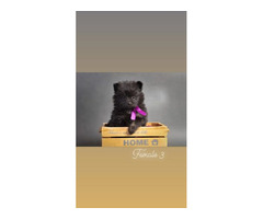 Pomeranian Spitz  | free-classifieds-canada.com - 7