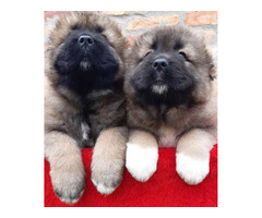 Caucasian Shepherd puppies   | free-classifieds-canada.com - 5