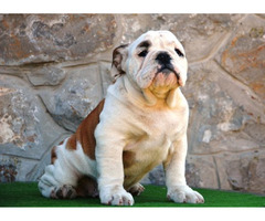 English Bulldog, male puppy  | free-classifieds-canada.com - 1