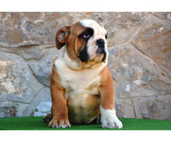 English Bulldog, male puppy  | free-classifieds-canada.com - 2
