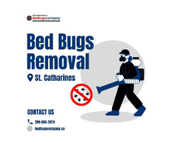Bed Bugs Removal St. Catharines | free-classifieds-canada.com - 1