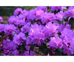 Wholesale Plant Nurseries in Abbotsford | free-classifieds-canada.com - 1