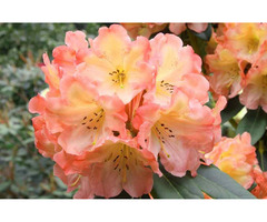 Wholesale Plant Nurseries in Abbotsford | free-classifieds-canada.com - 3