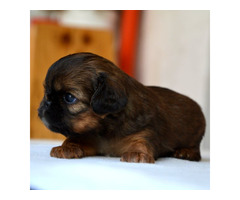 Brussels griffon puppies | free-classifieds-canada.com - 1