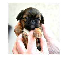 Brussels griffon puppies | free-classifieds-canada.com - 2