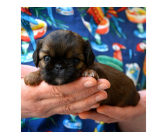 Brussels griffon puppies | free-classifieds-canada.com - 3