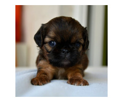 Brussels griffon puppies | free-classifieds-canada.com - 4