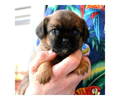 Brussels griffon puppies | free-classifieds-canada.com - 6