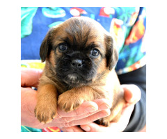 Brussels griffon puppies | free-classifieds-canada.com - 7