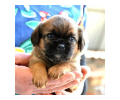 Brussels griffon puppies | free-classifieds-canada.com - 8
