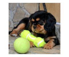 Cavalier King Charles spaniels  | free-classifieds-canada.com - 4