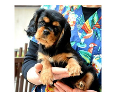 Cavalier King Charles spaniels  | free-classifieds-canada.com - 5