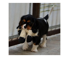 Cavalier King Charles spaniels  | free-classifieds-canada.com - 7