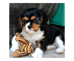 Cavalier King Charles spaniels  | free-classifieds-canada.com - 8