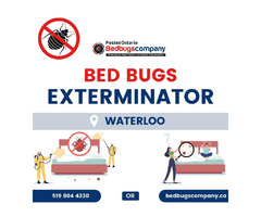 Bed Bug Exterminator Waterloo | free-classifieds-canada.com - 1