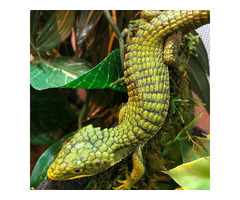 We offer exotic reptiles for sale online at absolute rock-bottom prices | free-classifieds-canada.com - 1