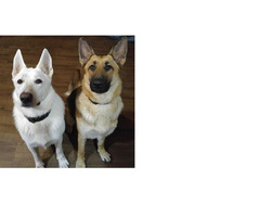 2 German Shepherds for rehoming | free-classifieds-canada.com - 1