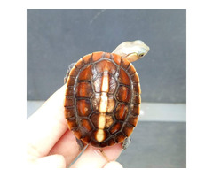 Chinese Box Turtles For Sale In Canada | free-classifieds-canada.com - 1