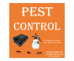 Cockroaches, Bedbugs, Rodents, Ants, Spiders Control | free-classifieds-canada.com - 1