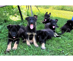 Puppies GERMAN SHEPERDS  | free-classifieds-canada.com - 1