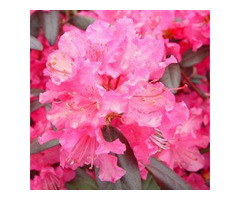 Wholesale flowers in Abbotsford | free-classifieds-canada.com - 1