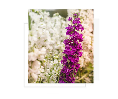 Wholesale flowers in Abbotsford | free-classifieds-canada.com - 3