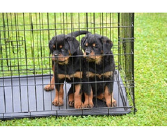 Rottweiler puppies  | free-classifieds-canada.com - 1