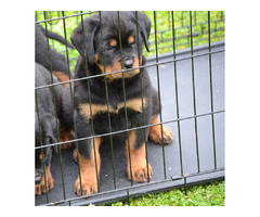 Rottweiler puppies  | free-classifieds-canada.com - 2