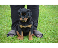 Rottweiler puppies  | free-classifieds-canada.com - 3