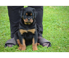 Rottweiler puppies  | free-classifieds-canada.com - 4