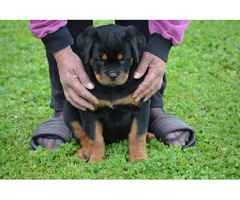 Rottweiler puppies  | free-classifieds-canada.com - 5