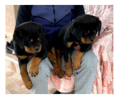 Rottweiler puppies  | free-classifieds-canada.com - 6