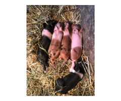 Pigs for sale | free-classifieds-canada.com - 1
