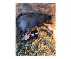 Pigs for sale | free-classifieds-canada.com - 2