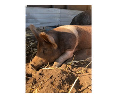 Pigs for sale | free-classifieds-canada.com - 4