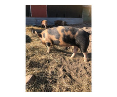 Pigs for sale | free-classifieds-canada.com - 5
