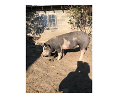 Pigs for sale | free-classifieds-canada.com - 6