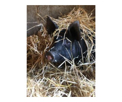 Pigs for sale | free-classifieds-canada.com - 8