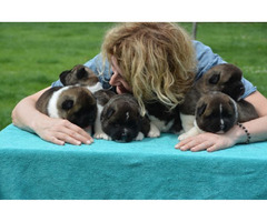 American Akita puppies  | free-classifieds-canada.com - 3