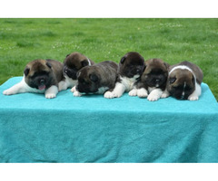 American Akita puppies  | free-classifieds-canada.com - 4