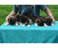 American Akita puppies  | free-classifieds-canada.com - 5