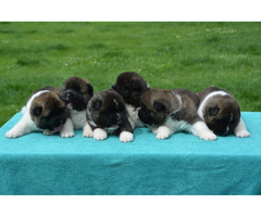American Akita puppies  | free-classifieds-canada.com - 6