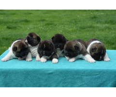 American Akita puppies  | free-classifieds-canada.com - 7