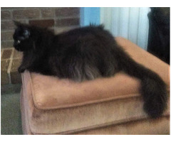A good home wanted for our Adorable .friendly and loving cat  | free-classifieds-canada.com - 2