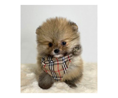 Pomeranian (BOO), guaranteed dwarf, complete documentation | free-classifieds-canada.com - 2