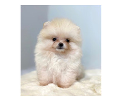 Pomeranian (BOO), guaranteed dwarf, complete documentation | free-classifieds-canada.com - 3